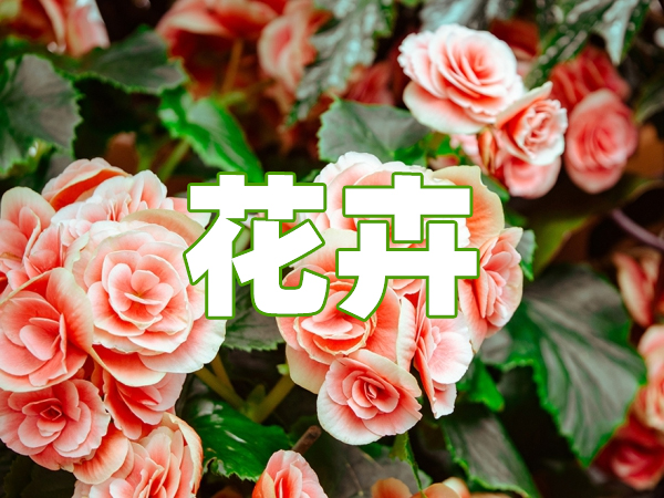 花卉